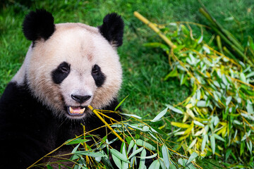Obraz na płótnie Canvas Panda eats bamboo in the forest