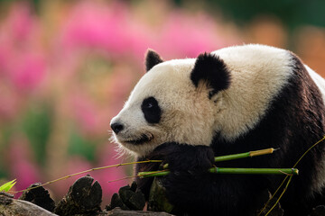 Panda is resting on trees in a very colorful atmosphere