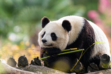 Obraz na płótnie Canvas Panda is resting on trees in a very colorful atmosphere