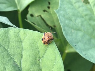 昆虫