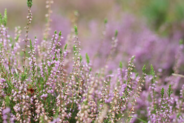 beautiful violet heather flowers