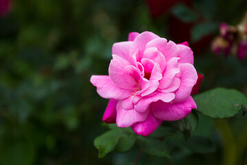 Rosa chinensis, known commonly as the China rose, alternatively known as Bengal rose or Bengal Crimson or Bengal Beautyse is a member of the genus Rosa native to Southwest China in Guizhou. Bokeh