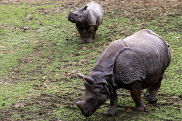 Indian Rhinoceros in the meadow