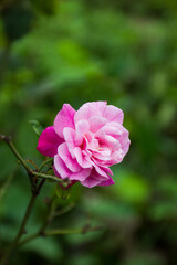 Obraz premium Rosa chinensis, known commonly as the China rose, alternatively known as Bengal rose or Bengal Crimson or Bengal Beautyse is a member of the genus Rosa native to Southwest China in Guizhou. Bokeh