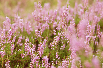 beautiful violet heather flowers