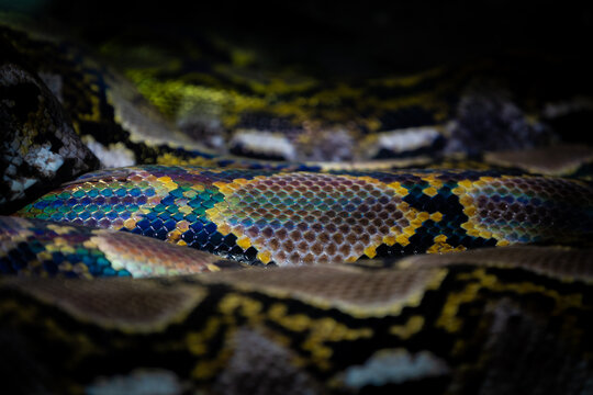 Very colorful and fluororescent python skin