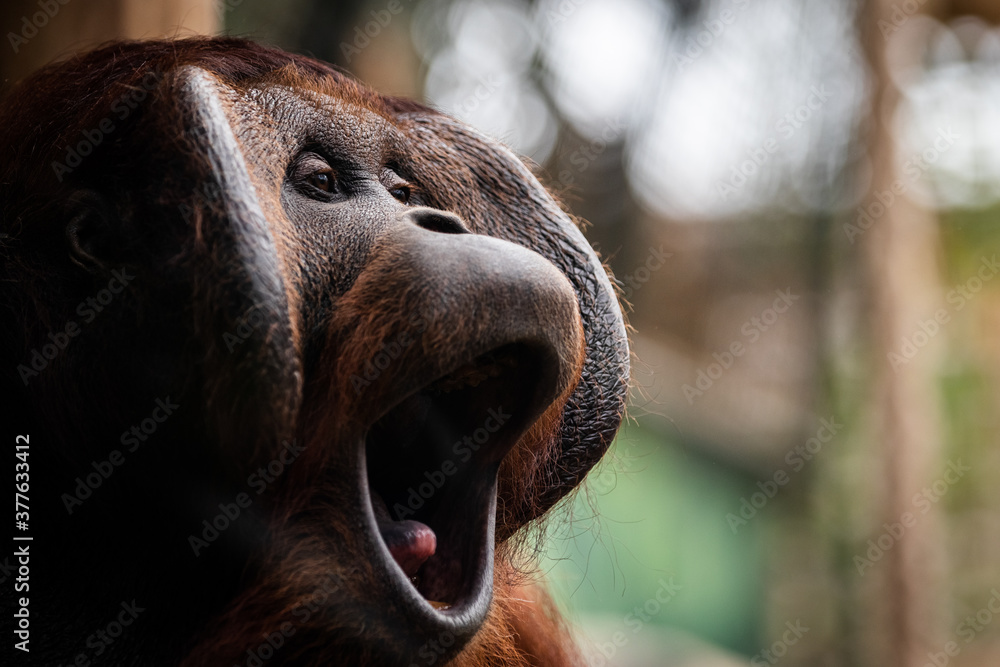 Wall mural Portrait of orang-utan in a dark atmosphere