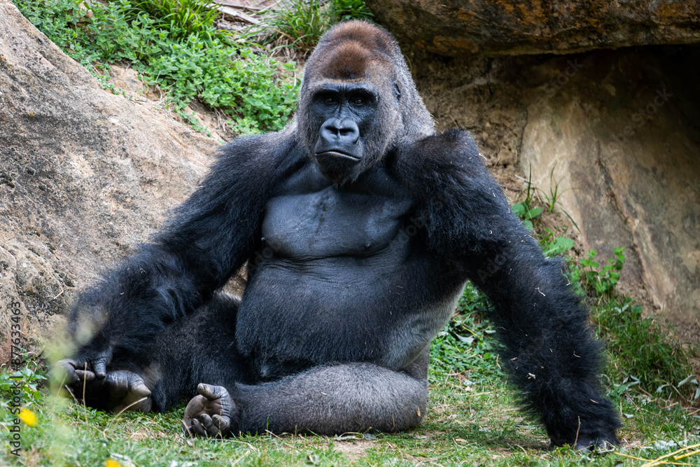 Canvas Prints silverback gorilla resting in the meadow