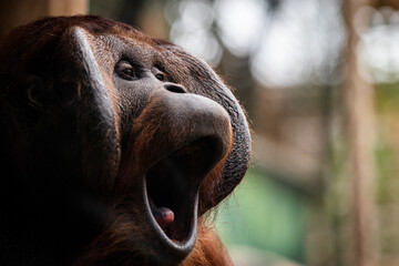 Portrait of orang-utan in a dark atmosphere © AB Photography