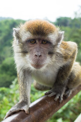 Monyet Ekor Panjang (Macaca fascicularis) living in Sianok Canyon.