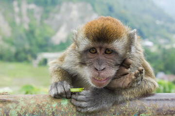 Obraz premium Monyet Ekor Panjang (Macaca fascicularis) living in Sianok Canyon.