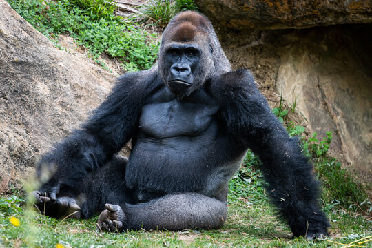  silverback gorilla resting in the meadow
