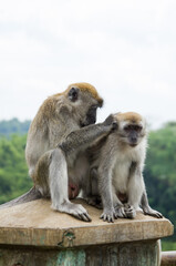 Monyet Ekor Panjang (Macaca fascicularis) living in Sianok Canyon.