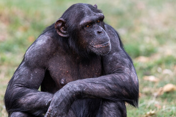  Chimpanzee resting in the forest