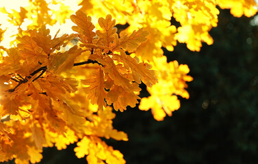 Oak leaves on nature forest background. Beautiful 
 autumn landscape. Fall season concept.