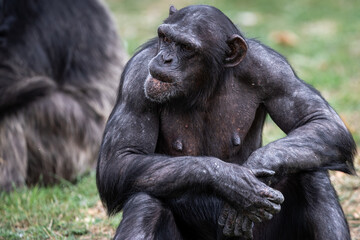  Chimpanzee resting in the forest