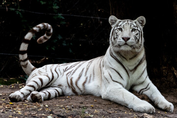 Fototapeta na wymiar White tiger resting in the forest