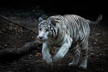 Fototapeta na wymiar White tiger running in the forest