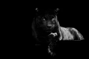 Raamstickers Zwarte jaguar met een zwarte achtergrond © AB Photography