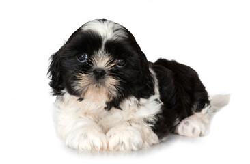 Shih Tzu