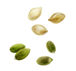 Pumpkin seeds watercolor illustration isolated on white background