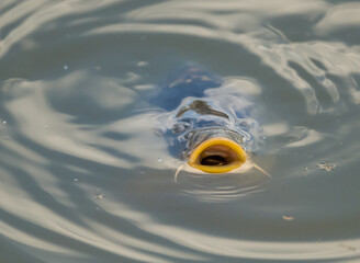 european common carp (Cyprinus carpio) sticking mouth from water for food