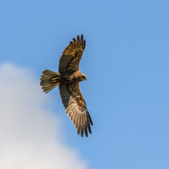 Fototapeta premium western marsh harrier (Circus aeruginosus) bird of prey in flight