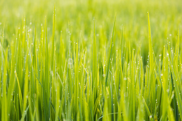 rice plant in field with morning dew