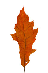 Naklejka na ściany i meble Bright red and orange autumn leaf on an isolated white background. High resolution.