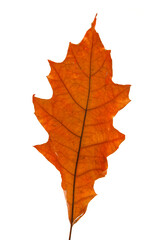 Bright red and orange autumn leaf on an isolated white background. High resolution.