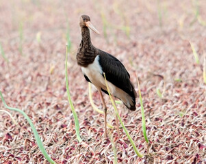 Black Stork in onion field the Netherlands