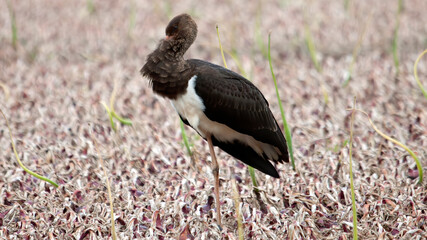 Black Stork in onion field the Netherlands