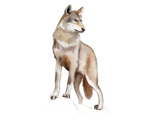 Watercolor illustration. Wild wolf on white background © Lilia