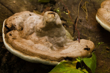 Tree fungi, arboreal mushrooms on a sunny summer day in the park.