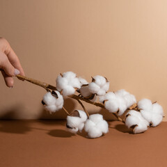 Girl's hand with soft cotton isolated on beige background. Light atmosphere at home. Good idea for advertising. Decoration for living room.
