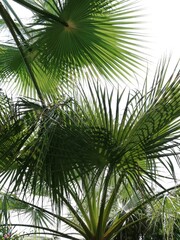 Fototapeta premium sdr