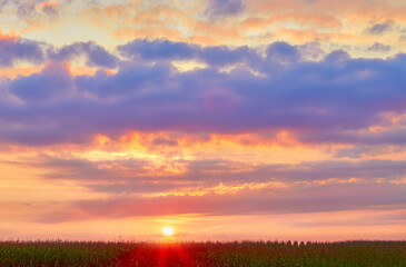 Sunrise over summer corn field.