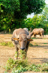 A group of buffalo  and crow that are eating grasses in the green farm at country side and eating some food