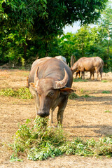 A group of buffalo  and crow that are eating grasses in the green farm at country side and eating some food