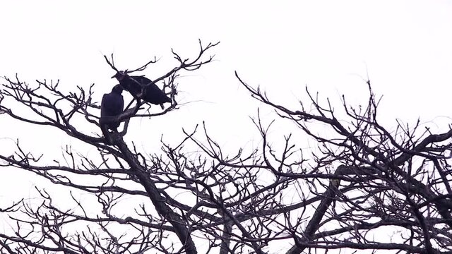 Black vulture perching on electric poles