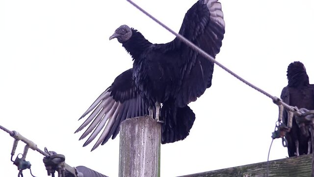 Black vulture perching on electric poles