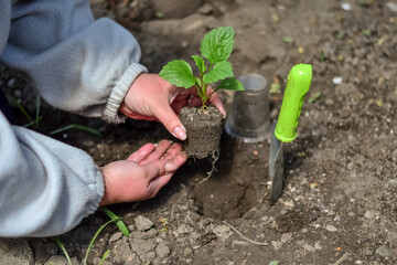 Earthworks planting plants in the soil.