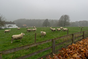 Sheep in green grass on a foggy day (2)
