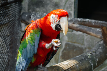 beautiful parrot, red-green macaw holding food in its paw.