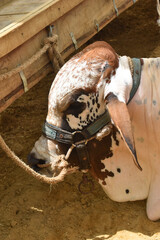 Obraz premium Bulls Head Close Up, Beautiful cow for sale in the market for the sacrifice feast of Eid