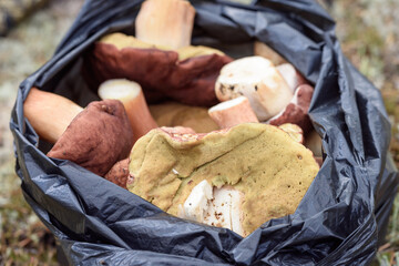 Collected boletus with red hat and thick leg in black bag.