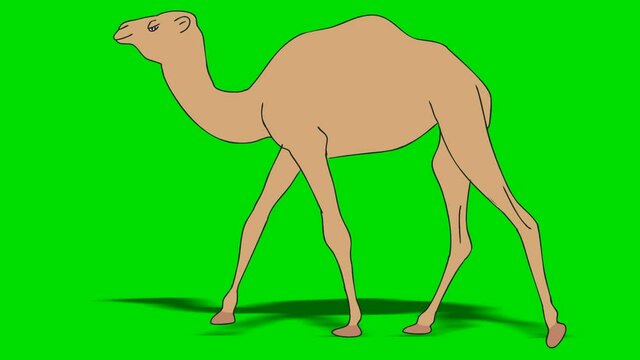 CAMEL WALK (fast),Camel walks from right to the left.HD 1080.First sequence seamless loop.Green screen.