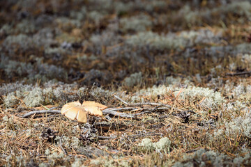Poisonous toadstool mushroom growing in the forest.