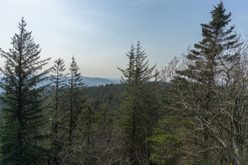 Forest and mountain with Bergen on the back