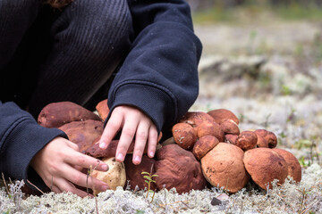 The girl folds her hands collected boletus with red hat and thick leg in pile in the forest.